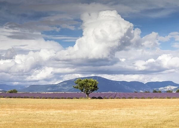 France, Provence Alps Cote d Azur, Haute Provence, a solitary tree & field of lavender