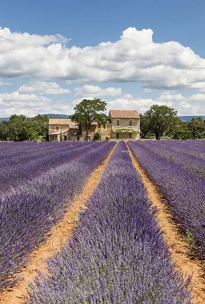 France, Provence Alps Cote d Azur, Haute Provence, old stone house & rows of lavender