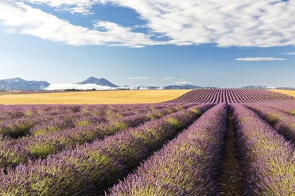 France, Provence Alps Cote d Azur, Haute Provence, Valensole plateau, rows of lavender