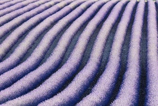 France, Provence Alps Cote d Azur, Haute Provence, rows of lavender on Valensole