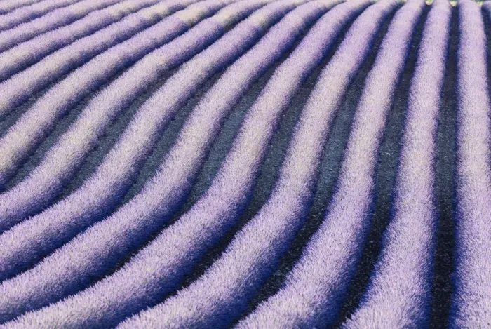 Framed Print : France, Provence Alps Cote d Azur, Haute Provence, rows of lavender on Valensole Framed Print : France, Provence Alps Cote d Azur, Haute Provence, rows of lavender on Valensole