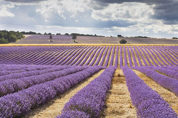France, Provence Alps Cote d Azur, Haute Provence, rows of lavender near Sault