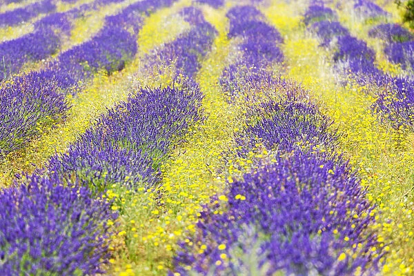 France, Provence Alps Cote d Azur, Haute Provence, a field of lavender and yellow