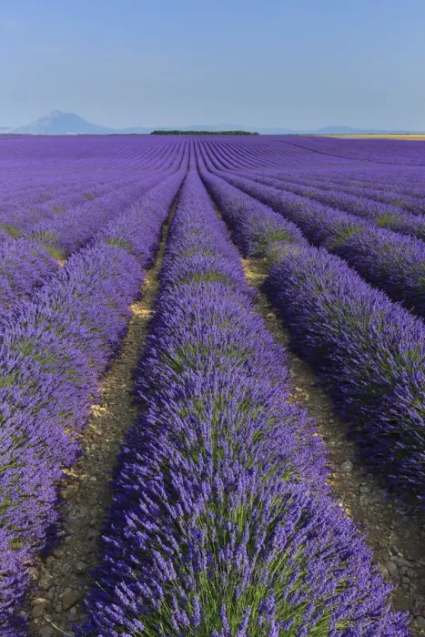 Framed Print : France, Provence Alps Cote d Azur, Haute Provence, Plateau of Valensole, Lavander