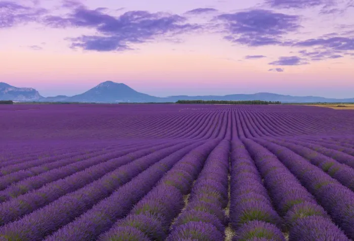 Framed Print : France, Provence Alps Cote d Azur, Haute Provence, Valensole Plateau Framed Print : France, Provence Alps Cote d Azur, Haute Provence, Valensole Plateau