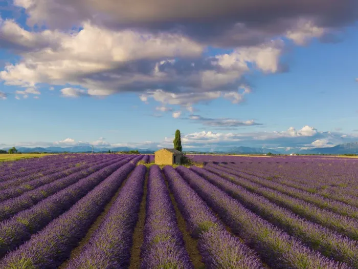 Framed Print : France, Provence Alps Cote d Azur, Haute Provence, Valensole Plateau