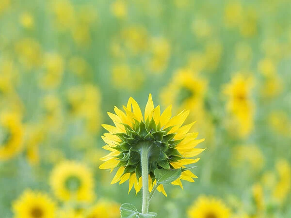 France, Provence, Alps Cote d Azur, Haute Provence, rear view of sunflower