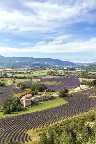 France, Provence Alps Cote d Azur, Vaucluse, Sault. Valley with lavender fields
