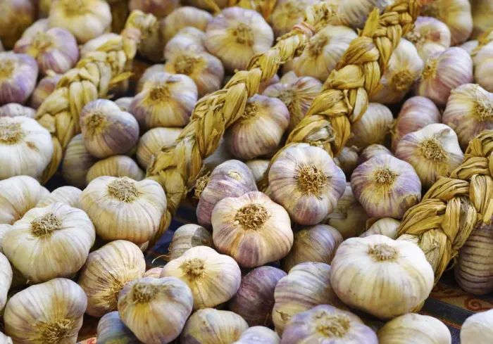 Framed Print : France, Provence, Arles, market stall, Garlic Framed Print : France, Provence, Arles, market stall, Garlic