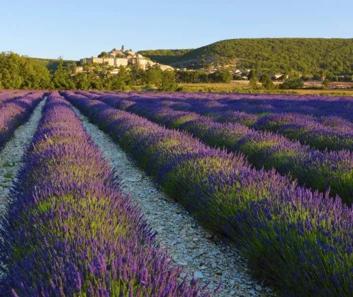 Framed Print : France, Provence, Banon, lavender to foreground