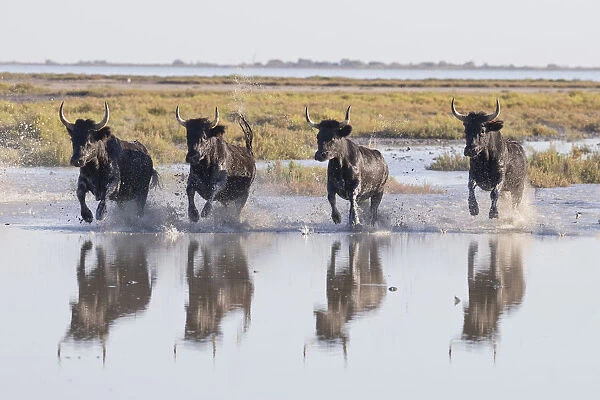 France, Provence, Camargue, Four black bulls run through marshland in the Camargue