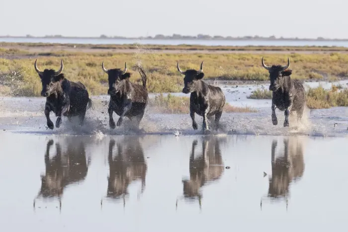 Framed Print : France, Provence, Camargue, Four black bulls run through marshland in the Camargue Framed Print : France, Provence, Camargue, Four black bulls run through marshland in the Camargue