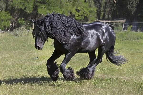 France, Provence, Camargue, A freisian horse with a long mane runs through a meadow