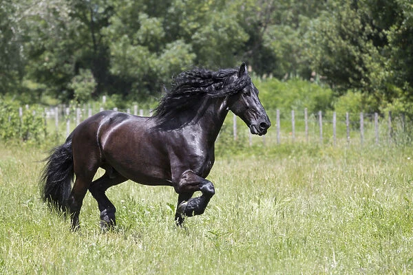 France, Provence, Camargue, A freisian horse runs free through a meadow