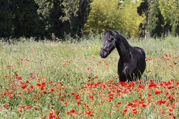 France, Provence, Camargue, A freisian horse stands in a field of poppies