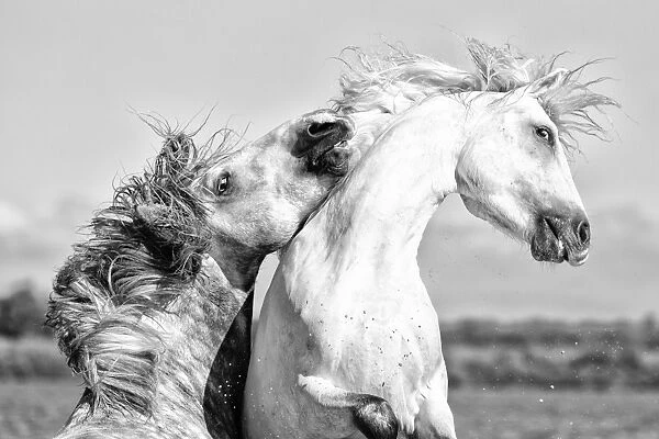 France, Provence, Camargue, Two male horses sparring