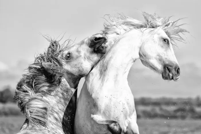 Framed Print : France, Provence, Camargue, Two male horses sparring Framed Print : France, Provence, Camargue, Two male horses sparring