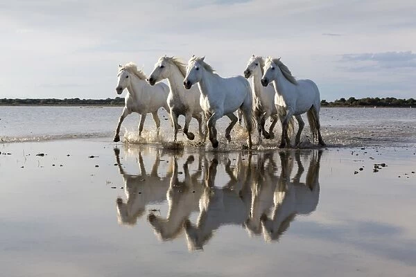 France, Provence, Camargue, White horses of the Camargue mirrored in a lake