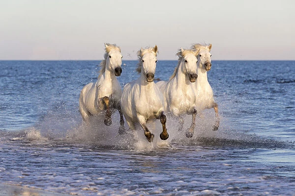 France, Provence, Camargue, White horses of the Camargue run through the mediterranean
