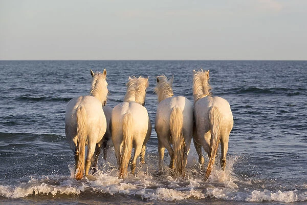 France, Provence, Camargue, Four white horses of the Camargue walk into the mediterranean