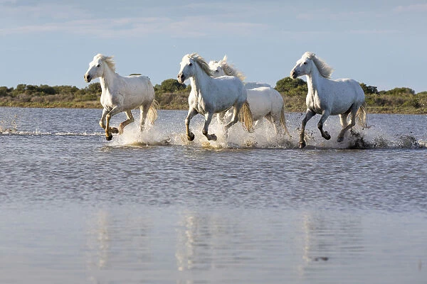 France, Provence, Camargue, White horses of the Camargue run free in a lake