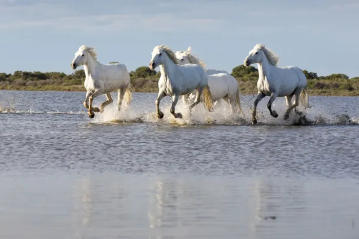 Framed Print : France, Provence, Camargue, White horses of the Camargue run free in a lake Framed Print : France, Provence, Camargue, White horses of the Camargue run free in a lake