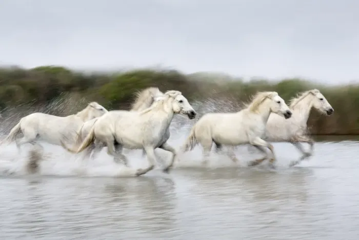 Framed Print : France, Provence, Camargue, White horses of the Camargue run through a lake Framed Print : France, Provence, Camargue, White horses of the Camargue run through a lake