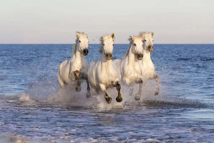 Framed Print : France, Provence, Camargue, White horses of the Camargue run through the mediterranean Framed Print : France, Provence, Camargue, White horses of the Camargue run through the mediterranean