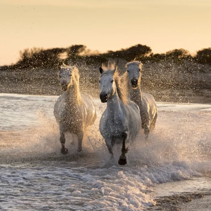 Framed Print : France, Provence, Camargue, White horses of the Camargue run through the surf in Framed Print : France, Provence, Camargue, White horses of the Camargue run through the surf in
