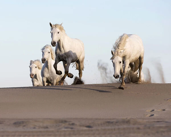 France, Provence, Camargue, White horses jump over sand dunes on a beach