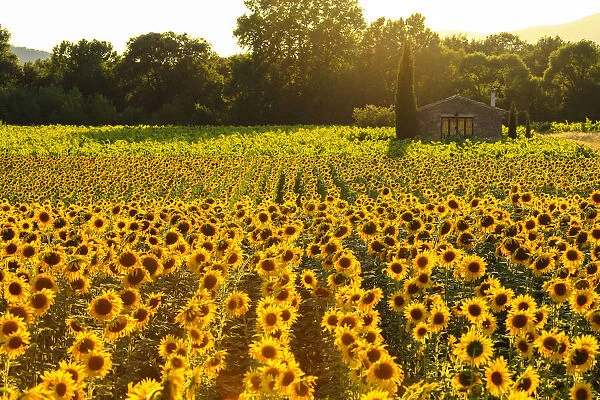 France, Provence, Lonely farmhouse in a field full of sunflowers, lonely tree, sunset