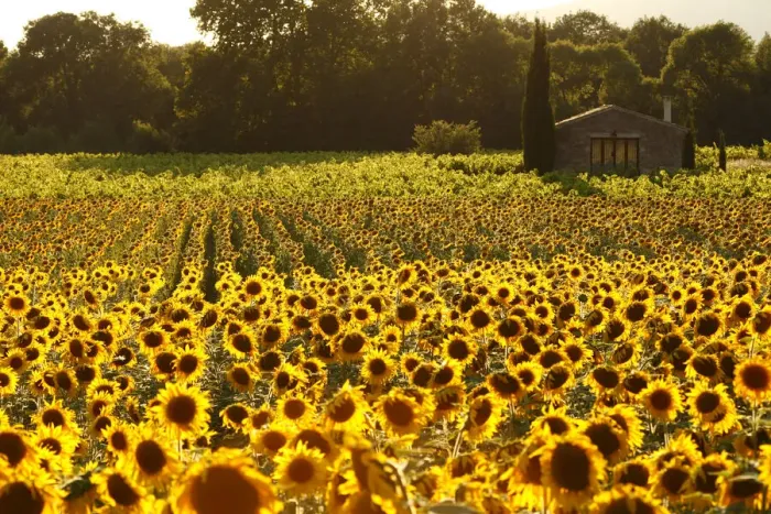Framed Print : France, Provence, Lonely farmhouse in a field full of sunflowers, lonely tree, sunset Framed Print : France, Provence, Lonely farmhouse in a field full of sunflowers, lonely tree, sunset