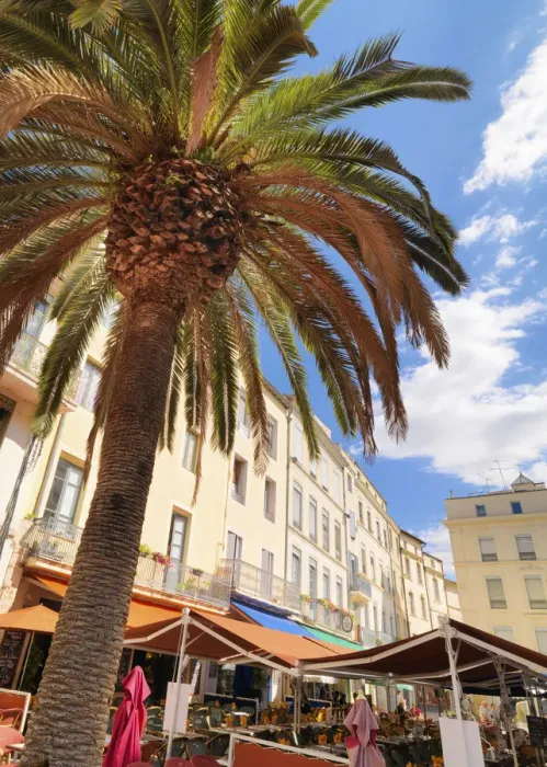 Framed Print : France, Provence, Nimes, Palm tree in town square Framed Print : France, Provence, Nimes, Palm tree in town square
