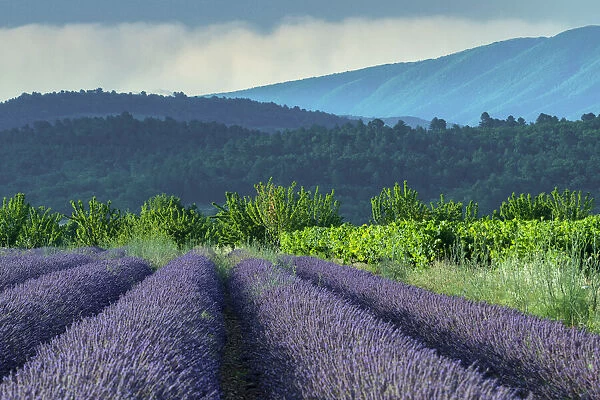 France; Provence; Provence-Alpes-Cote d Azur; Vaucluse; Lavender fields