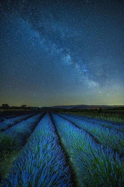 France; Provence; Provence-Alpes-Cote d Azur; Valensole; Lavender fields
