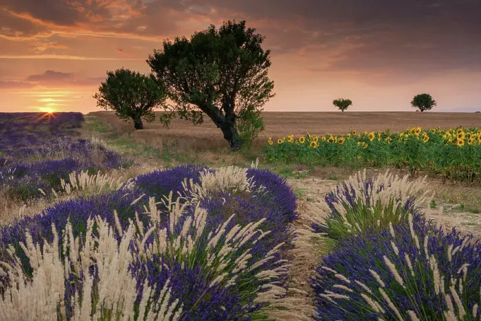 Framed Print : France, Provence, region Alpes-de-Haute-Provence, lavender field and sunflower field, almond trees, near Valensole village Framed Print : France, Provence, region Alpes-de-Haute-Provence, lavender field and sunflower field, almond trees, near Valensole village