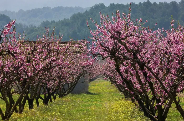 Framed Print : France, Provence, region Vaucluse, near Buisson village, spring, almond trees, almond blossom