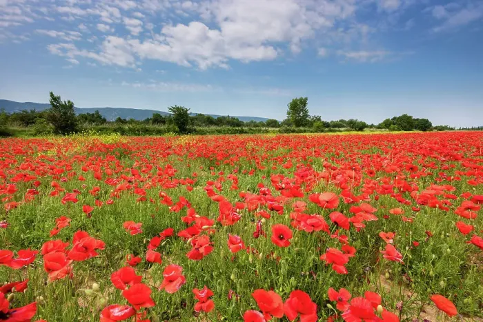 Framed Print : France, Provence, region Vaucluse, near Coustellet village, Poppy field Framed Print : France, Provence, region Vaucluse, near Coustellet village, Poppy field