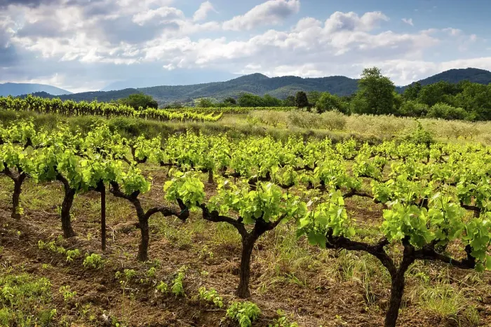Framed Print : France, Provence, region Vaucluse, vineyard near St. Romain en-Viennois village