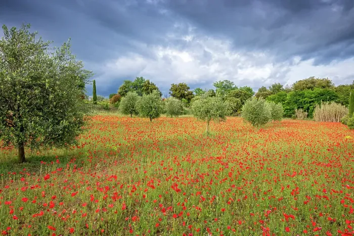 Framed Print : France, Provence, region Vaucluse, Poppy field and Olive trees near St. Romain en-Viennois village Framed Print : France, Provence, region Vaucluse, Poppy field and Olive trees near St. Romain en-Viennois village