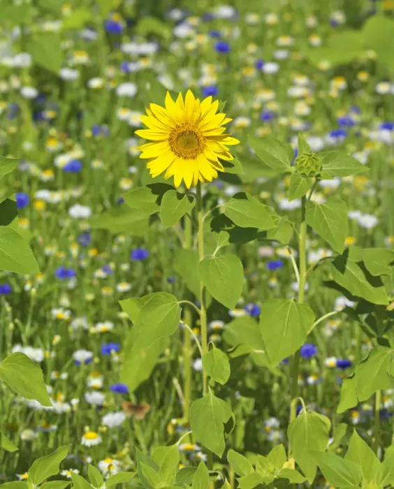 Framed Print : France, Provence, Roussillion, Single sunflower in meadow Framed Print : France, Provence, Roussillion, Single sunflower in meadow