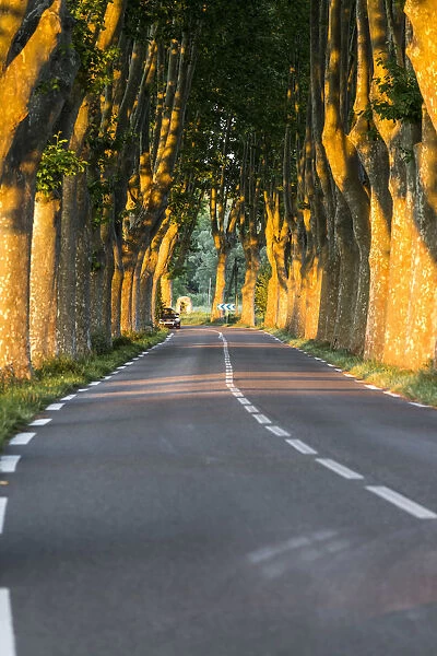 France, Provence, Vaucluse. Typical tree lined road at sunset