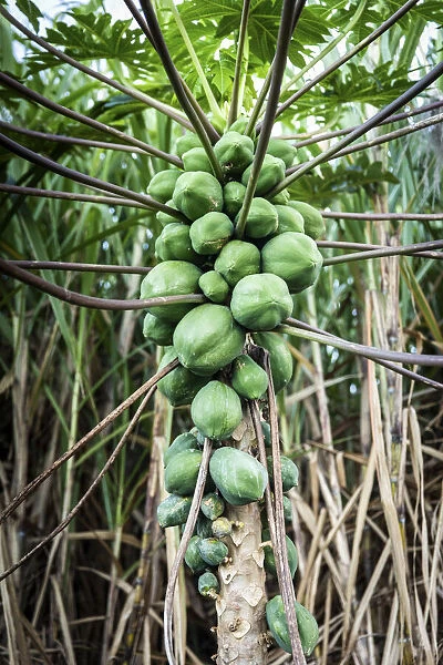France, Reunion Island, Sainte-Rose, A papaya tree