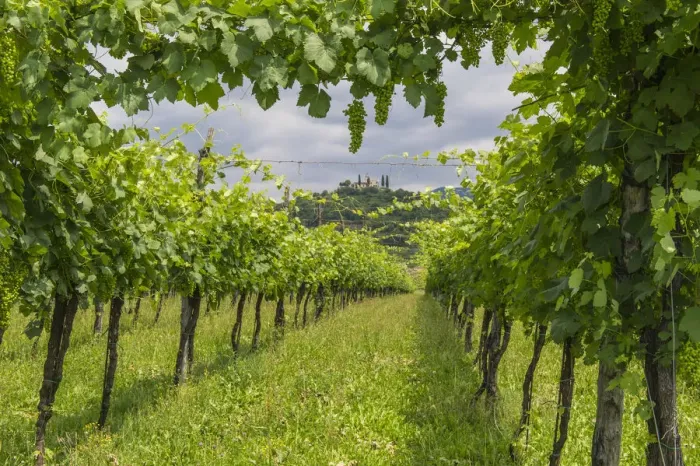 Framed Print : Franciacorta, Lombardy, Italy. Green vineyards Framed Print : Franciacorta, Lombardy, Italy. Green vineyards