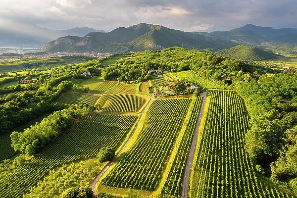 Franciacorta vineyards aerial view at sunset in Brescia province, Lombardy district, Italy