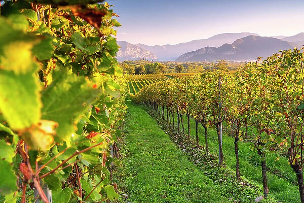 Franciacorta vineyards, Brescia province in lombardy district, Italy