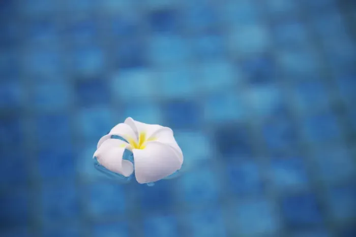Framed Print : Frangipani flower in pool, Ubud, Bali, Indonesia