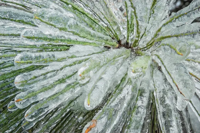 Framed Print : Freezing rain accumulation on evergreen tree after ice storm, Ontario, Canada Framed Print : Freezing rain accumulation on evergreen tree after ice storm, Ontario, Canada