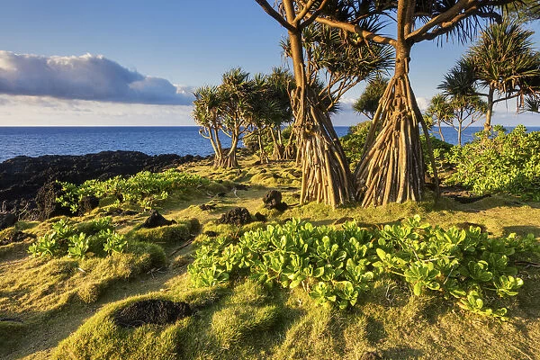French Overseas Territory, La Reunion, Indian Ocean, Cap Ma©chant, lava coast
