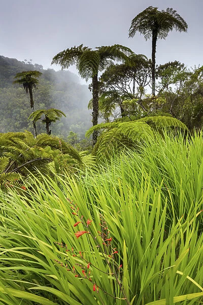 French Overseas Territory, La Reunion, Foret de Bebour rain forest, palm trees
